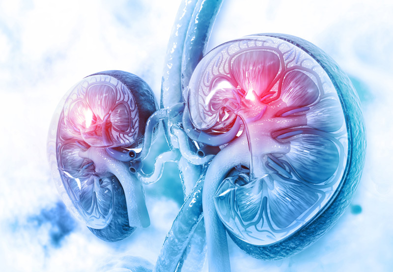 Digital-illustration-of-kidneys