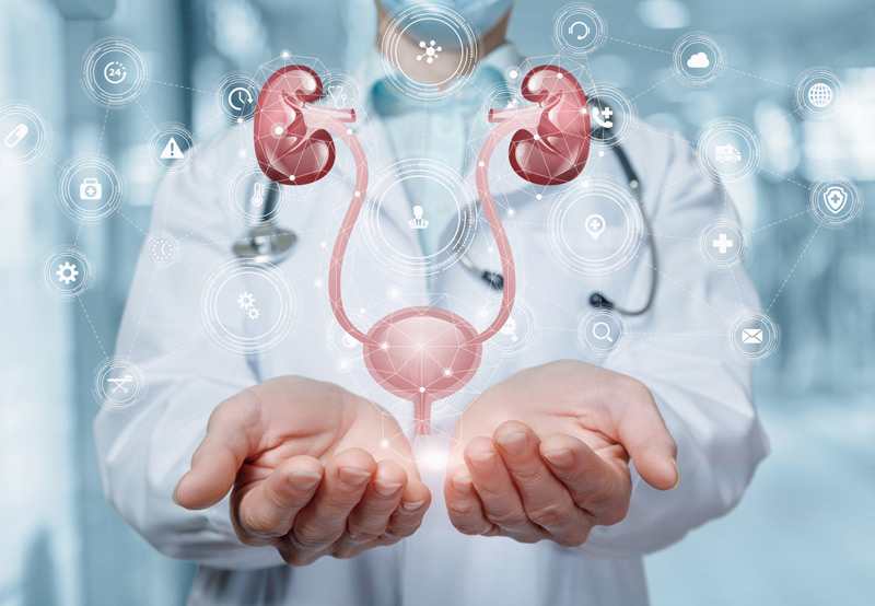 Physician-holding-illustration-of-urinary-system Physician-holding-illustration-of-urinary-system